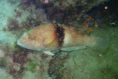 Notolabrus tetricus