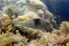 Notolabrus tetricus