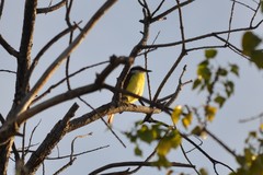 Pitangus sulphuratus