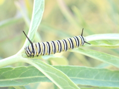 Danaus plexippus