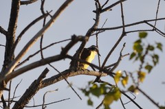 Pitangus sulphuratus