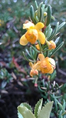 Berberis empetrifolia