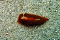 Madrella ferruginosa