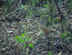 Grallaria guatimalensis