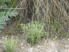 Helianthemum squamatum