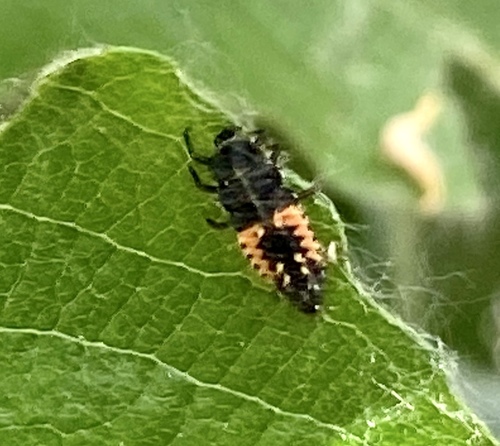 iNaturalist observation photo of Asian Lady Beetle