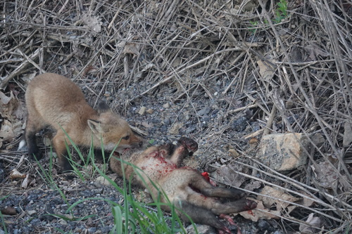 Red Fox photographed in Pennsylvania