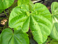 Insecta
