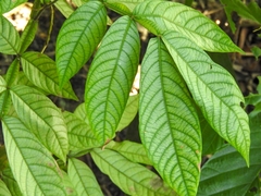Magnoliopsida