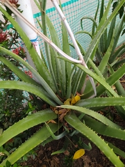 Aloe vera