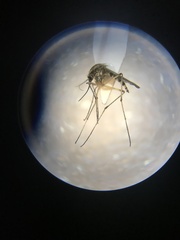 Aedes sticticus
