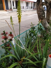 Aloe vera