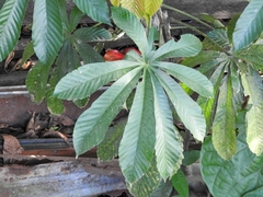 Urticaceae