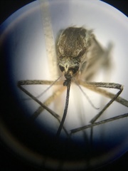 Aedes sticticus