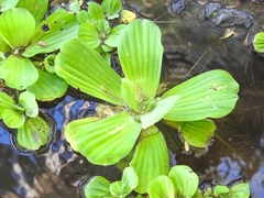 Pistia stratiotes