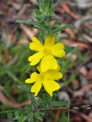 Hibbertia acuminata