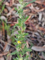 Hibbertia acuminata