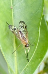 Rhagio albicornis