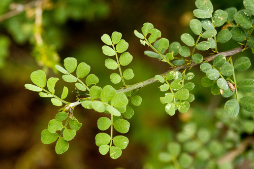 Wislizenus' Senna