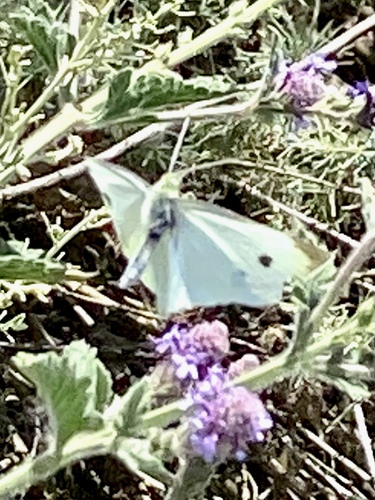 iNaturalist observation photo of Small White