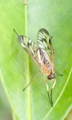 Rhagio albicornis