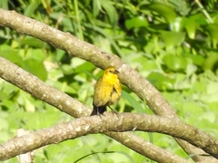 Chrysomus icterocephalus