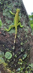 Iguana iguana