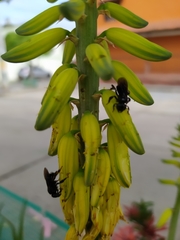 Meliponini