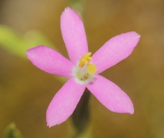 Centaurium pulchellum