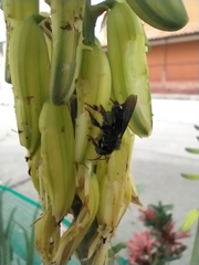 Meliponini