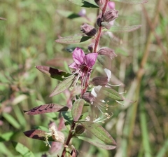 Pleurophora saccocarpa