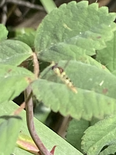iNaturalist observation photo of Globetails