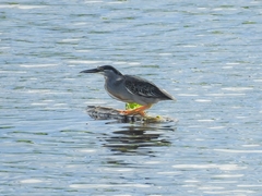 Butorides striata