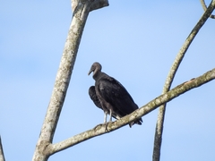 Coragyps atratus