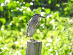 Butorides striata