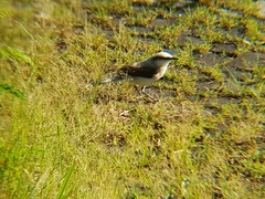 Fluvicola nengeta