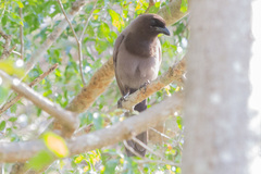 Cyanocorax cyanomelas