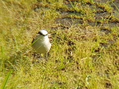 Fluvicola nengeta