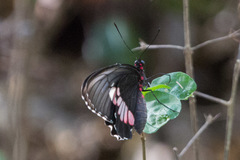 Parides erithalion