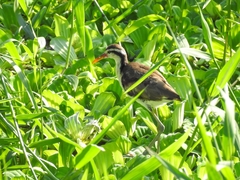 Jacana jacana