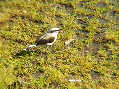 Fluvicola nengeta