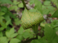 Uromyces caladii