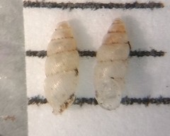 Carychium exile