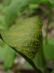 Uromyces caladii