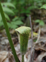 Uromyces caladii