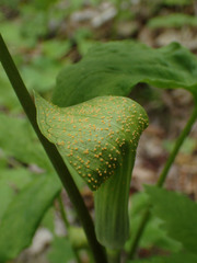 Uromyces caladii