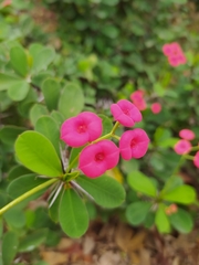 Euphorbia milii