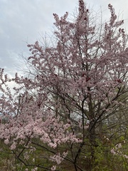 Prunus cistena