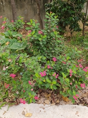 Euphorbia milii