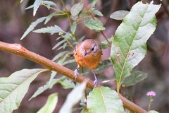 Thamnophilus pelzelni